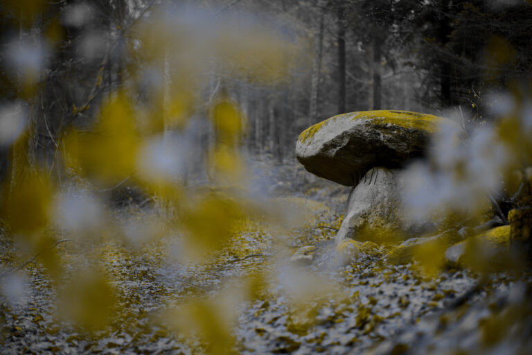 DSC06226_dt