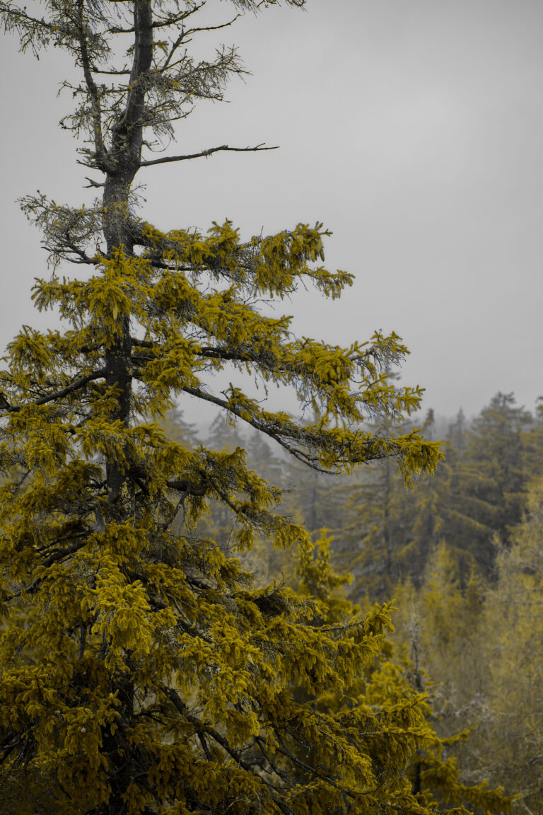 DSC06242_dt