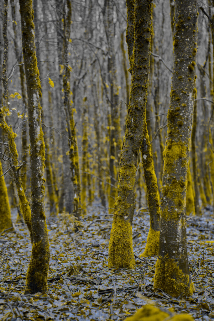 DSC06246_dt
